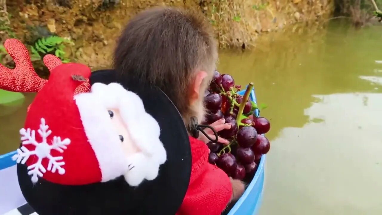 Baby monkey harvests fruit and finds a mysterious egg that hatches a baby monkey