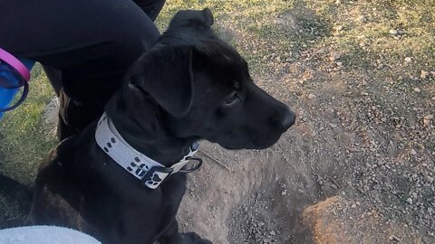 Lola playing with one of her Pupps