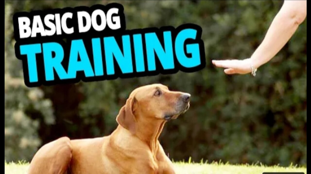 🐕 Basic$ Dog Training – TOP 10 #Essential Commands Every Dog Should Know!