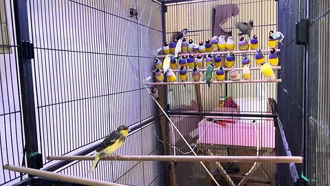 Update of my Lady Gouldianfinch colony.