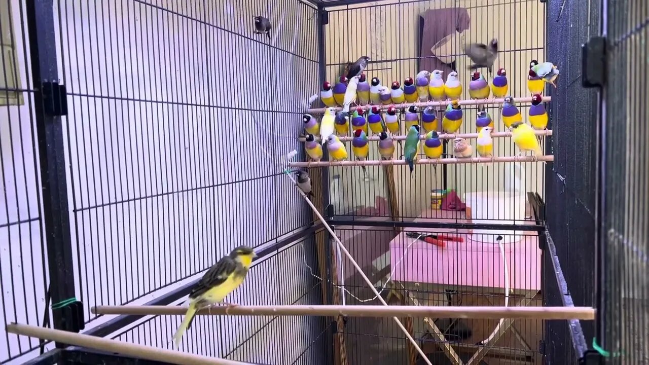 Update of my Lady Gouldianfinch colony.