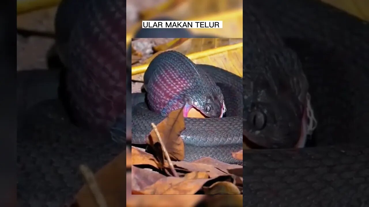 ular makan telur | Snakes eat eggs #shorts #short #trending #fyp #viral