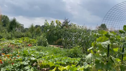 Garden Update Aug 8 2023