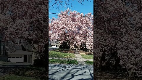 HUGE MAGNOLIA TREE