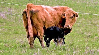 Newborn calf takes first clumsy steps to get milk from his mother