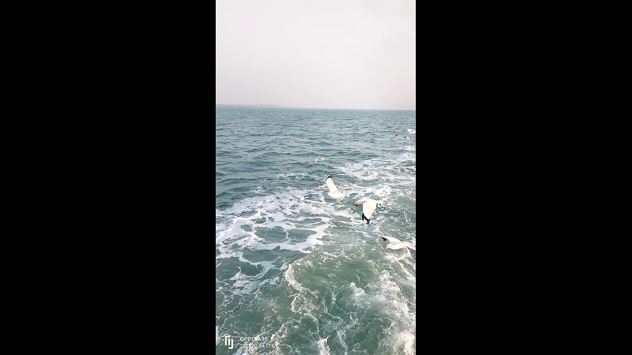 santmartin island 🏝️ bangladesh Blue see and bird 🐦