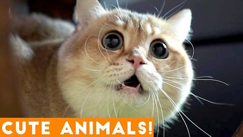 Funny Pets | Try Not To Laugh _ Pets Compilation 💗