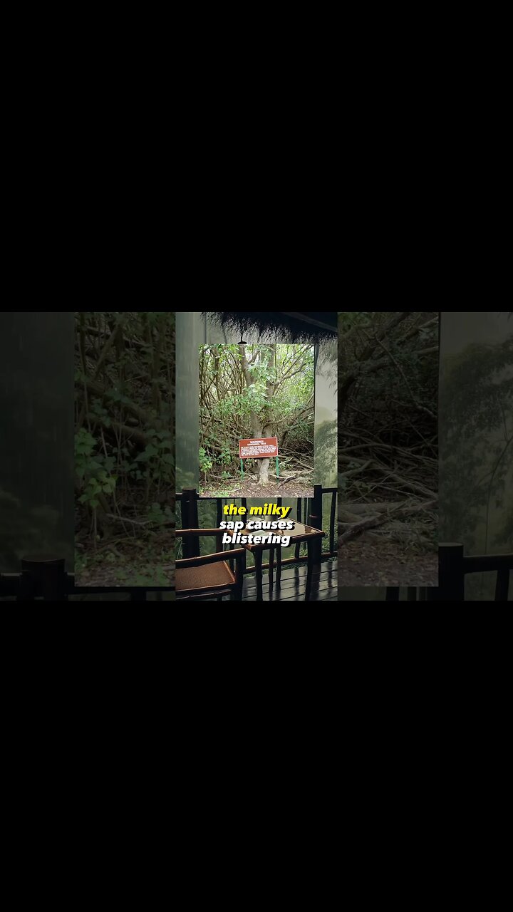 The Deadliest Tree In The World