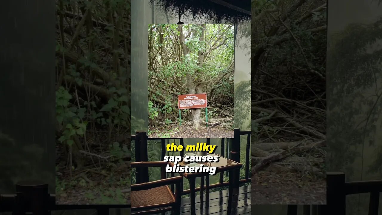 The Deadliest Tree in the World!