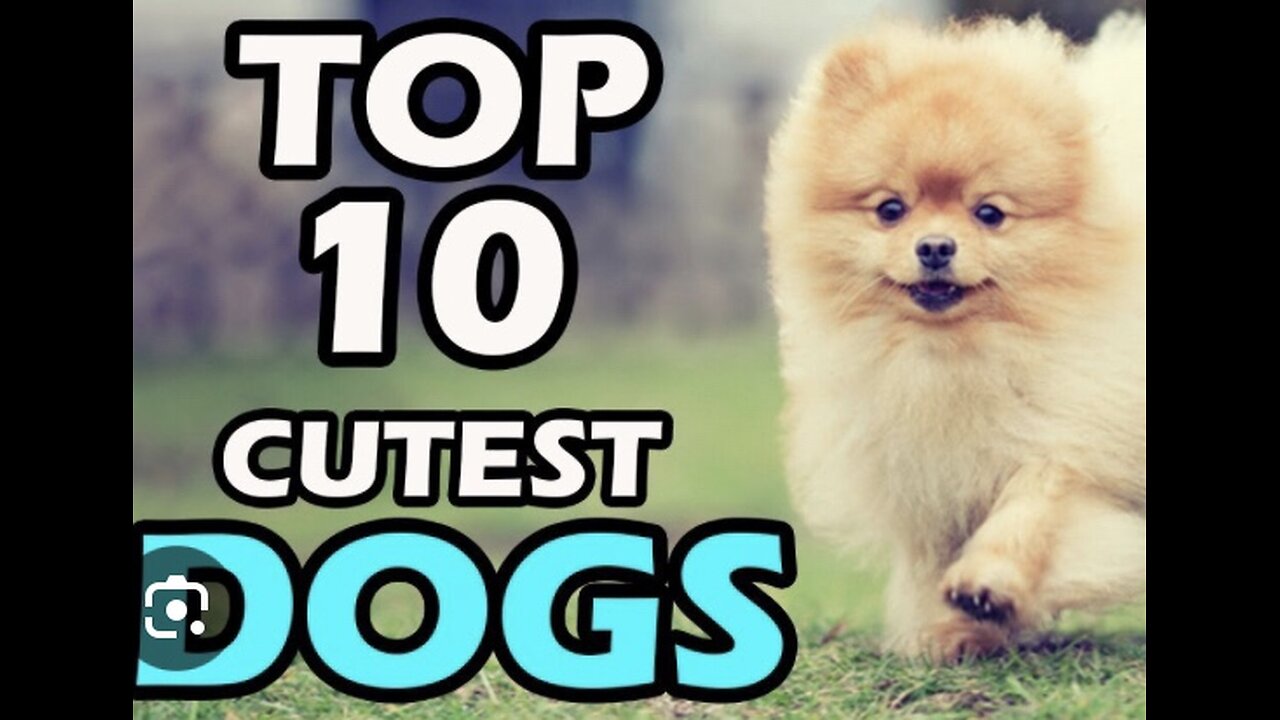 Am I cuteππ.Top 10 most cute π₯° dogs. π in the world π