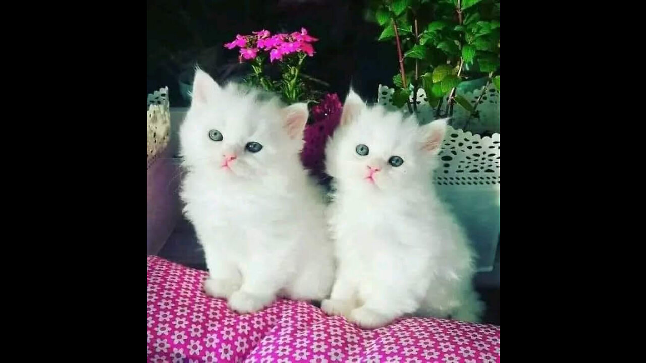 funny cats