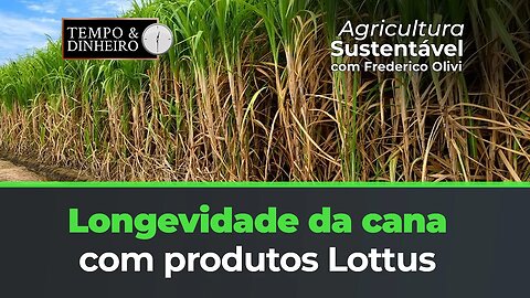 Longevidade da cana com protocolo Lottus BioSoluções