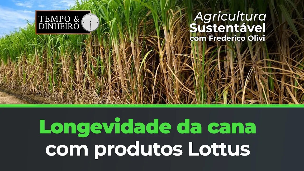 Longevidade da cana com protocolo Lottus BioSoluções