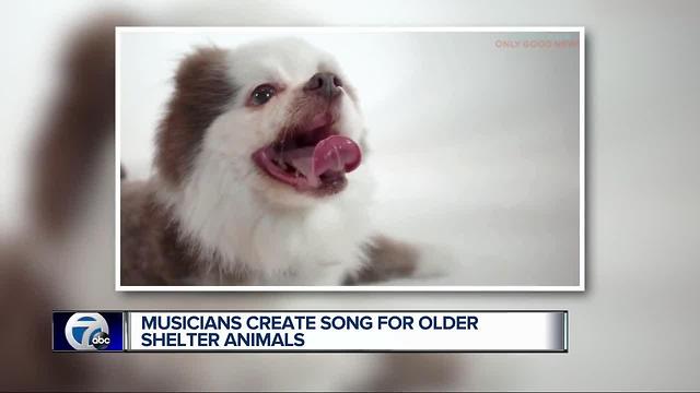 Song by local musicians about adopting senior dogs going viral