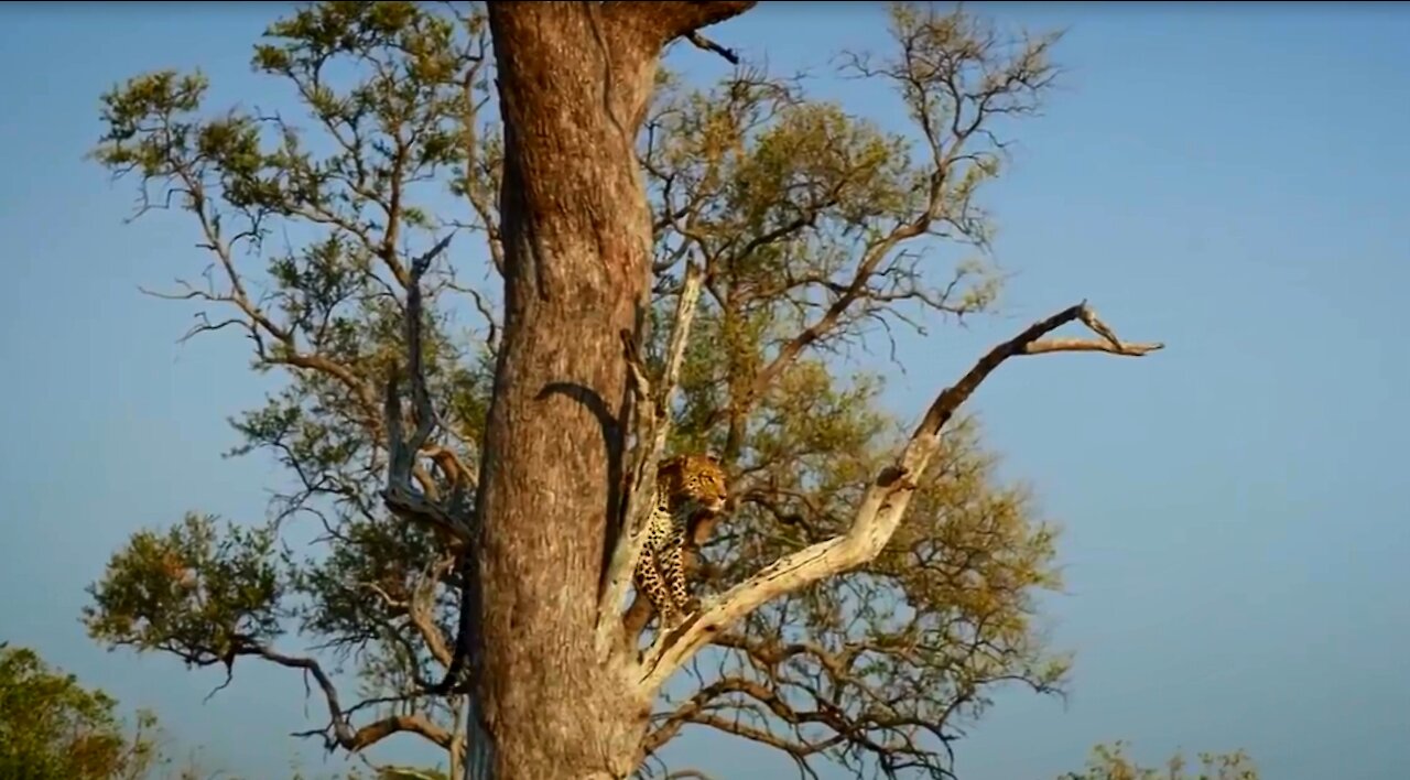 Leopard Hunts an Impala | Savage Kingdom