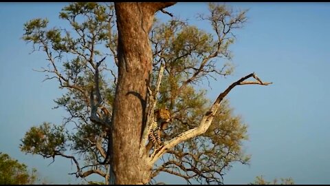 Leopard Hunts an Impala | Savage Kingdom