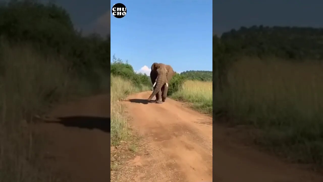 Life #chuchodelchucho #shorts #elcafetazo