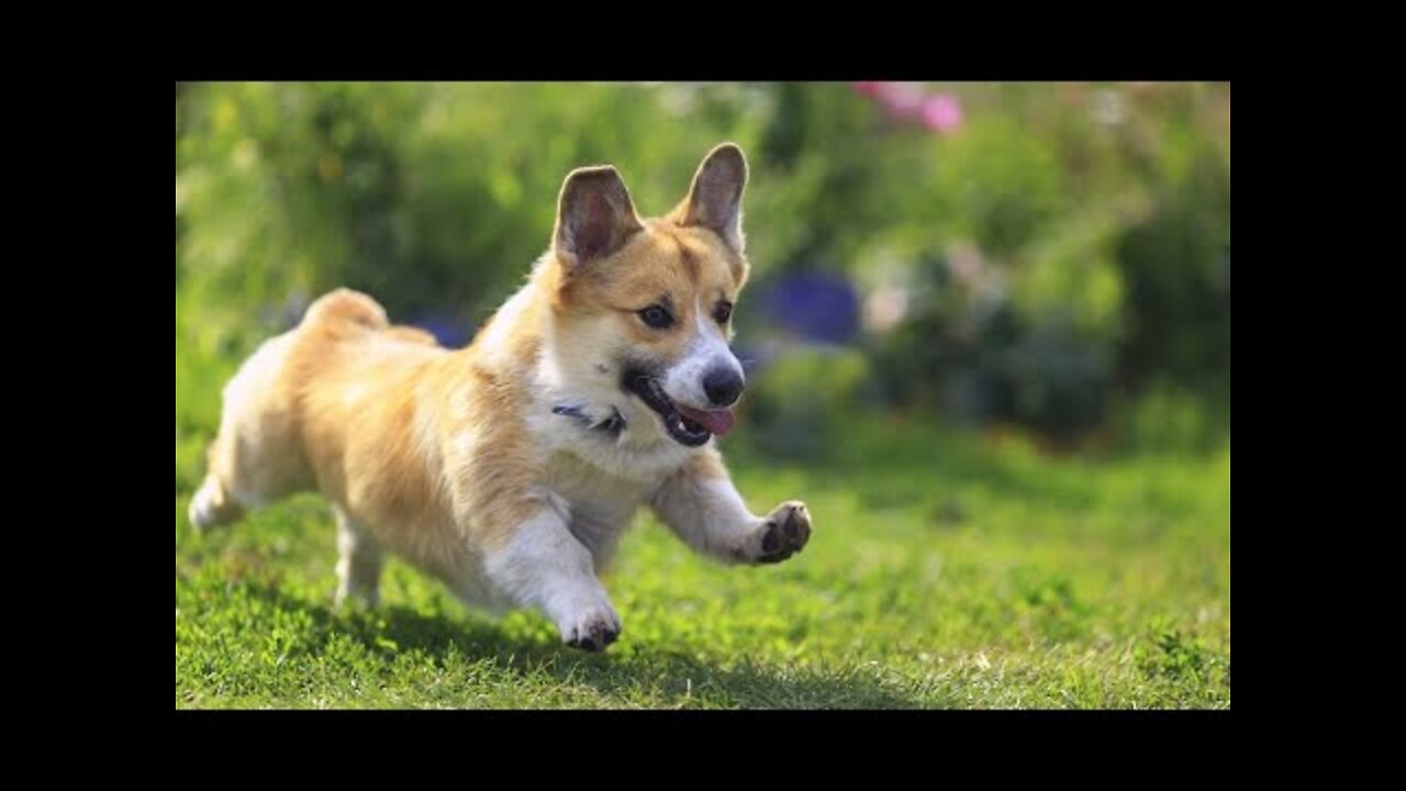 Have you ever seen a dog running in nature?-Funny Dog Videos