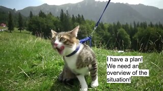 Kitten Rudolf Lost His Way