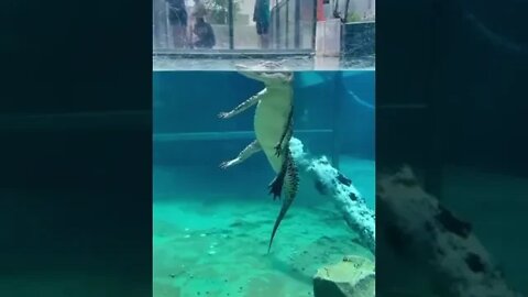 Já viu o nado JACARÉ?