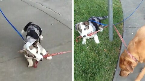 Dogs walking with their owner in a very hilarious way