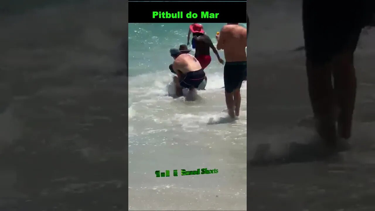 Pitbull do Mar