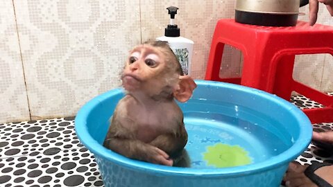 Cute Baby Monkey with Astonishing Amusing Face