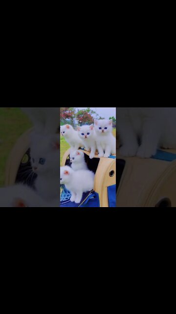 наши милые котики (2)