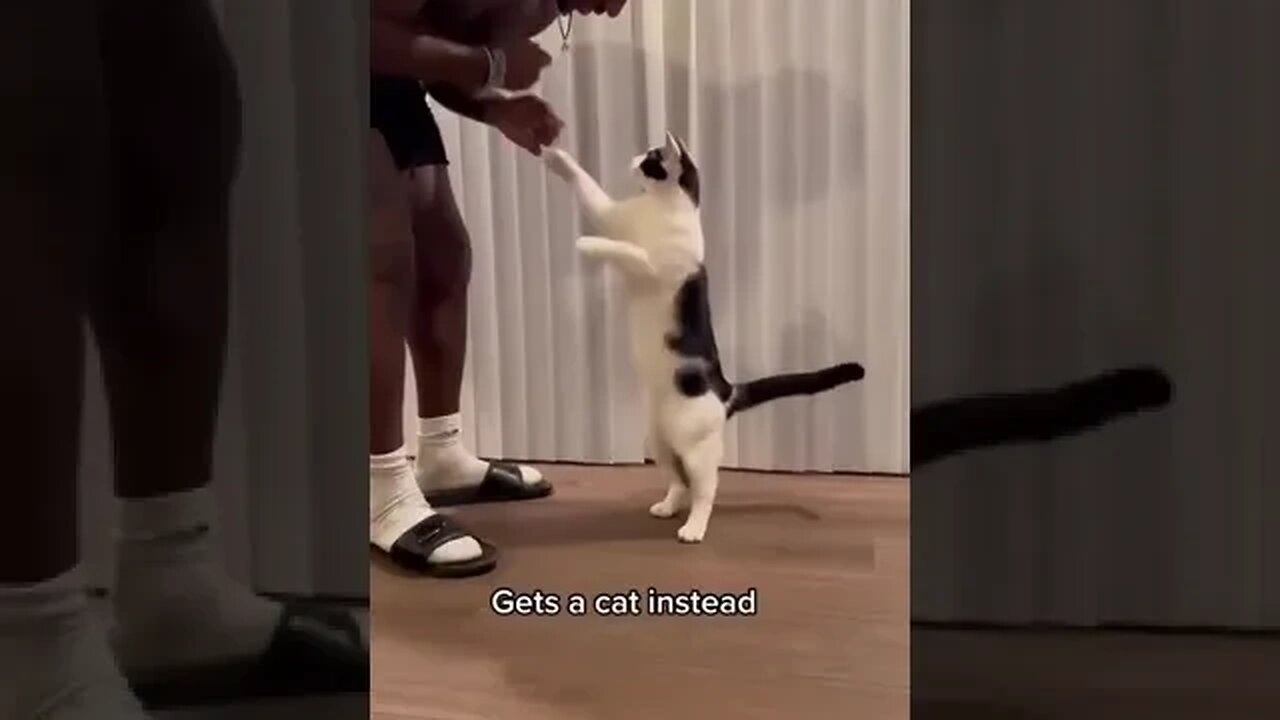 He Wanted a Dog So He Could Train It...