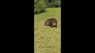 Wilsons prom wombat and emu