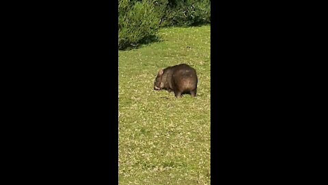 Wilsons prom wombat and emu