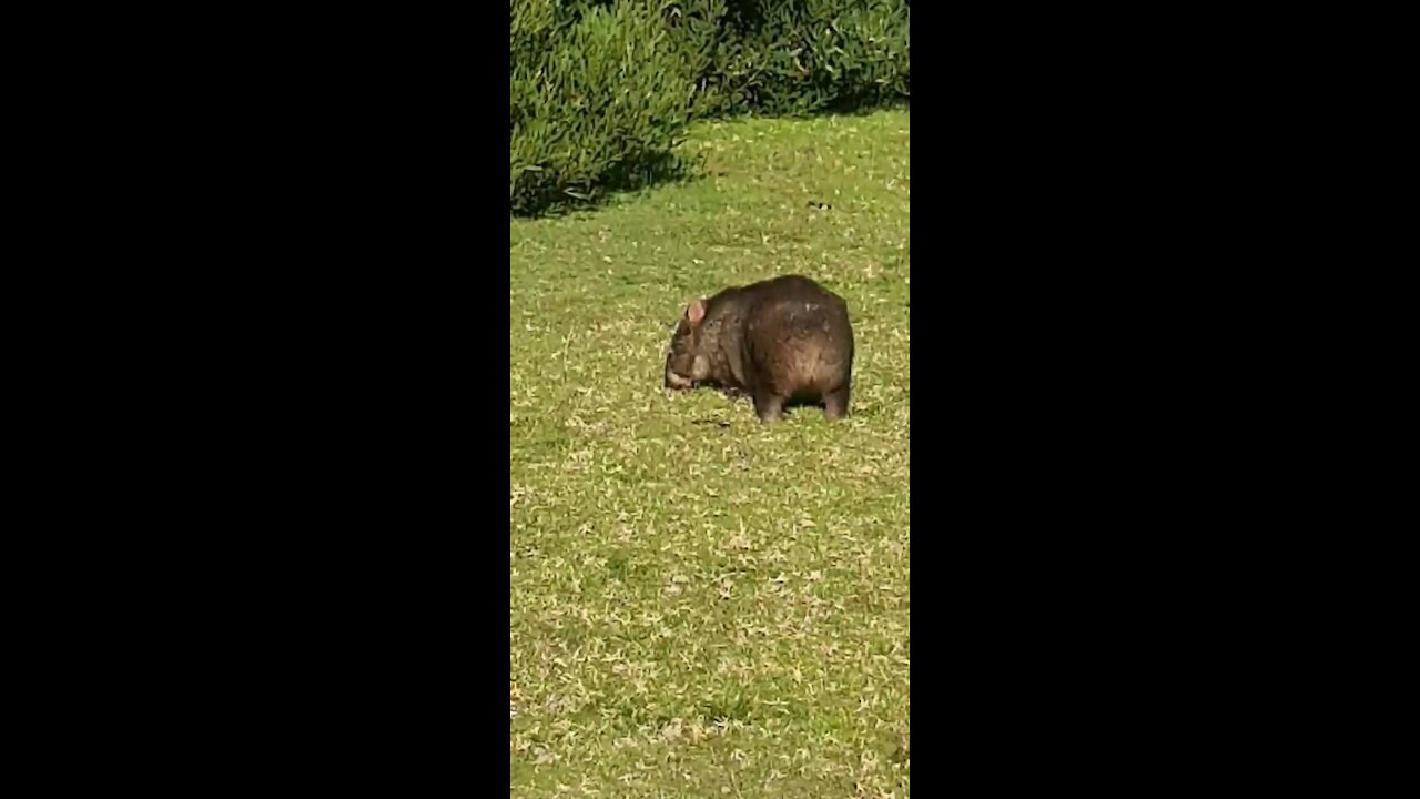 Wilsons prom wombat and emu