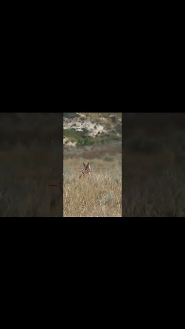 Hunting Coyotes #shorts #dog #animals #hunter #190