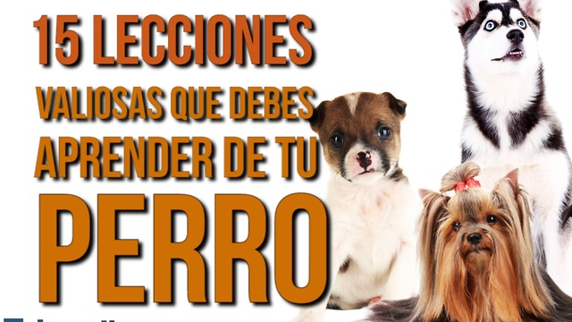 15 Lecciones Valiosas Que Debes Aprender De Tu Perro