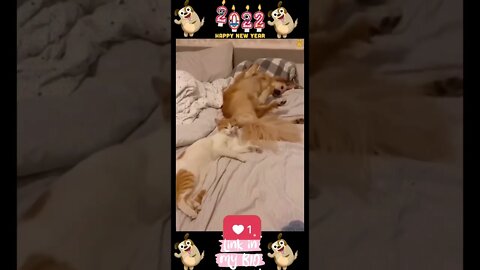 #12_😂🐶😂 #Baby #Dogs - #Cute and #Funny #Dog Video 😂🐶😂 (#2022)