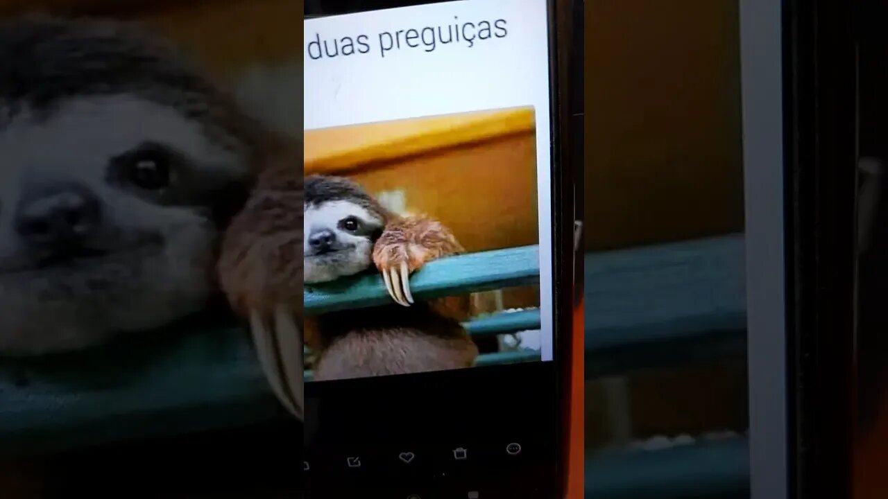 Duas preguiças se olhando