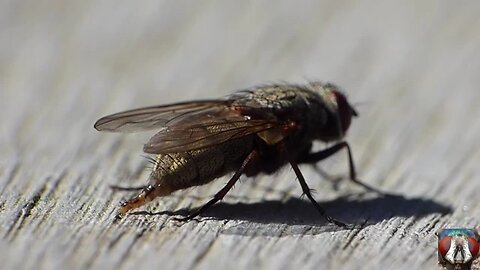 Capture The Moment Of Pooping Small Insects - Funny Animal Video