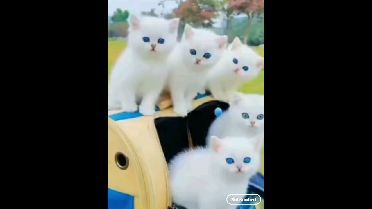 adorable_*Sweet_*cats_😻😻😱