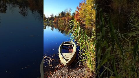 Singing birds and sounds of the river / пение птиц и звуки реки #Nashvi #birds