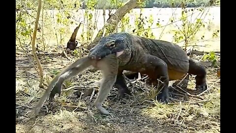 The reason behind monitor lizards eating their eggs & youngs.