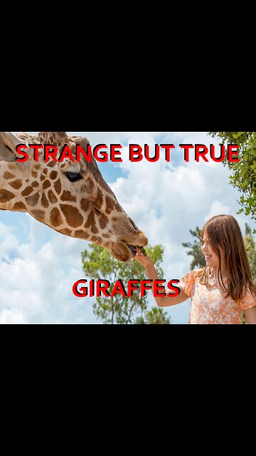 Strange but True: Giraffes