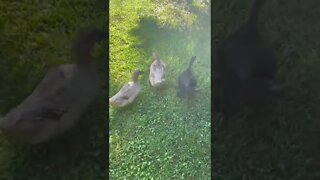Ducks Walk the Line
