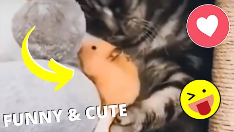 Funny and Cute Pet's Life #048