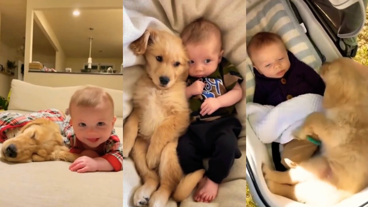 Dogs and Babies A Look at Their Special Relationship !