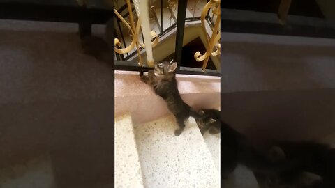 sigma animal welfare , funny kitten play