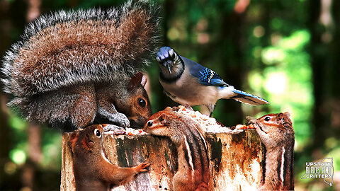 Cat TV 🐱 Dog TV 🐶 Upstate Birds And Critters: Ep 265 — 051924