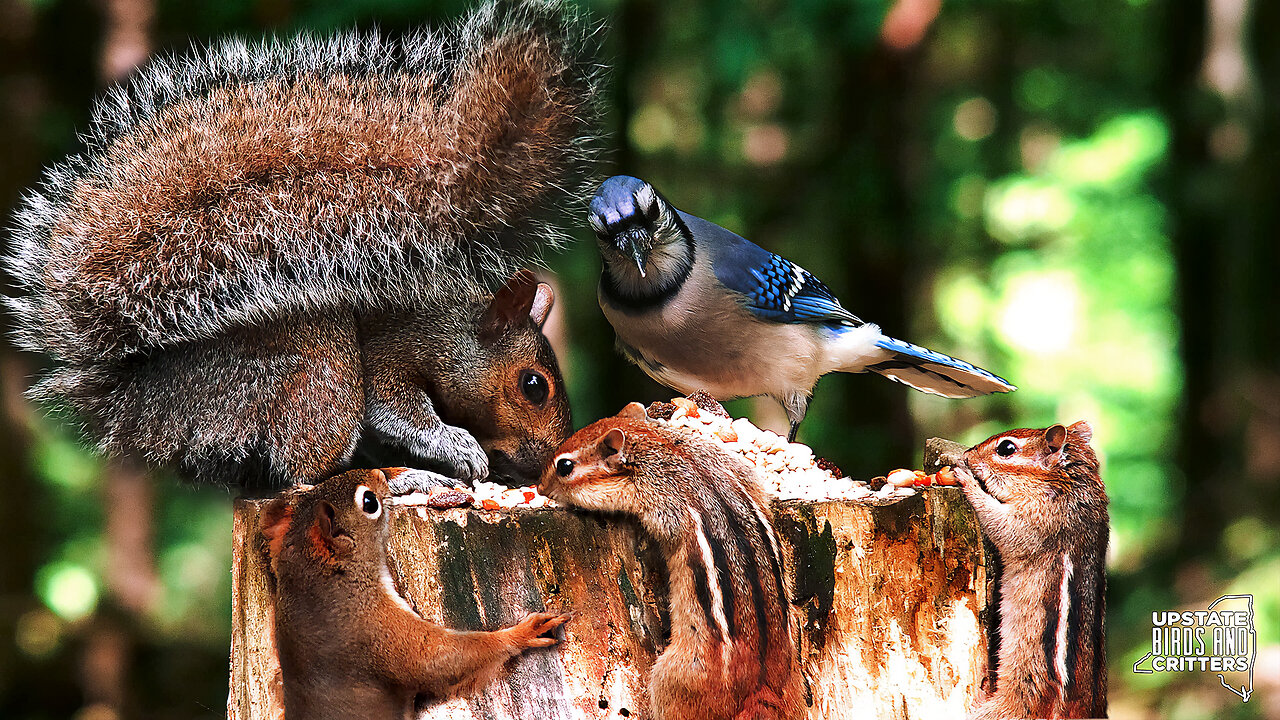 Cat TV 🐱 Dog TV 🐶 Upstate Birds And Critters: Ep 265 — 051924