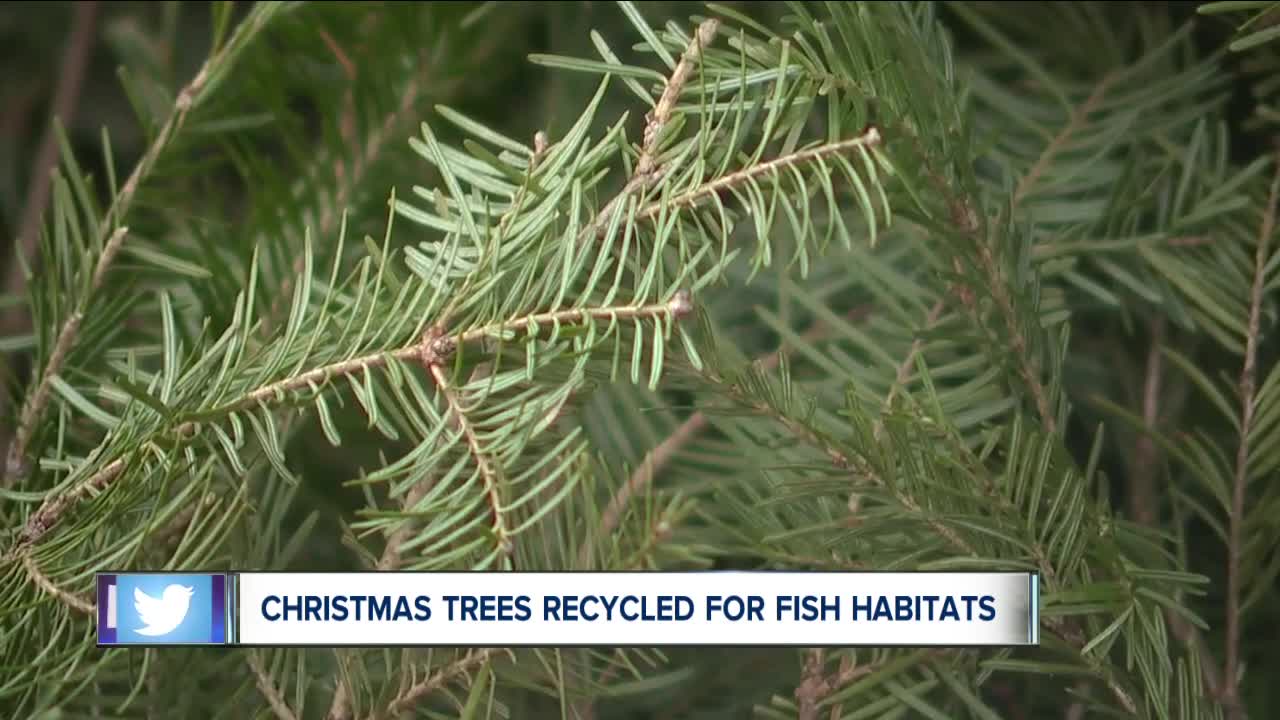 Unused Christmas trees are being used to help improve fish habitats in Northeast Ohio