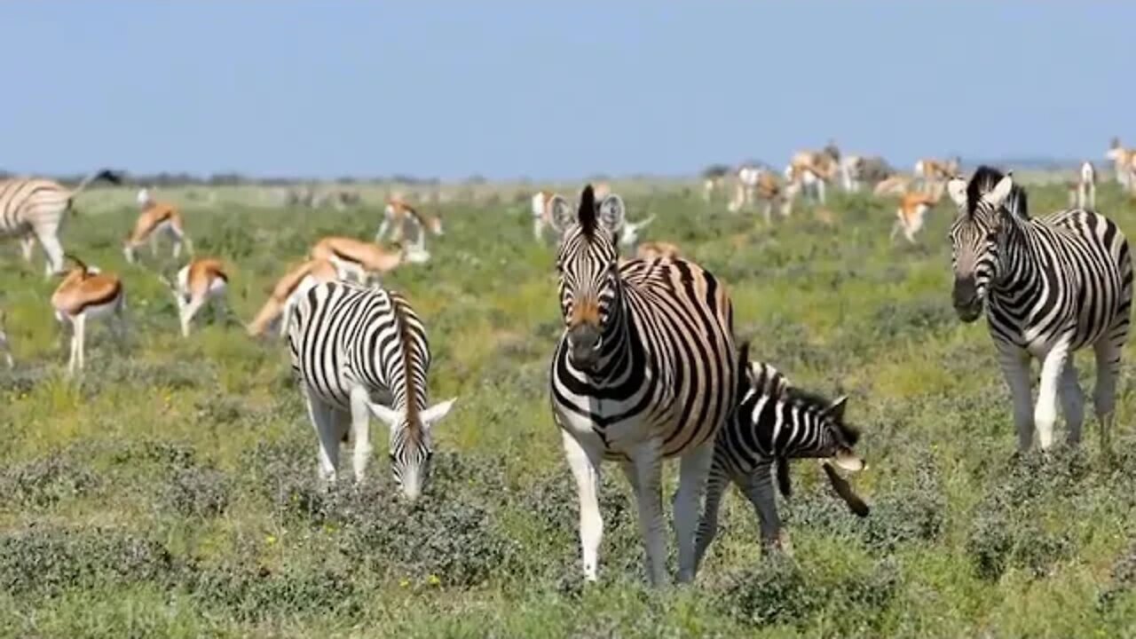 Animals # of Africa 4K Scenic Relaxation Film With Calming Music