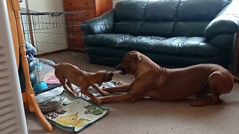 Smart dog intensely plays with owner, gently plays with puppy